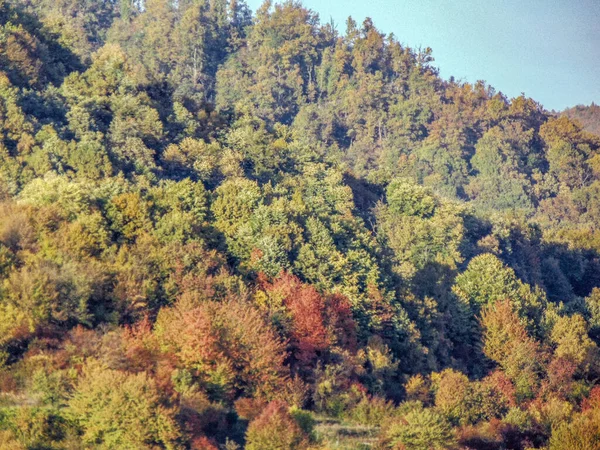 Δέντρα Στο Δάσος Τον Οκτώβριο Στη Ρουμανία — Φωτογραφία Αρχείου