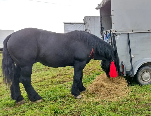 Ein Schwarzes Pferd Frisst Heu Rumänien — Stockfoto