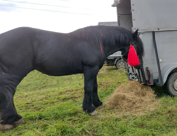 Schönes Schwarzes Pferd Auf Einer Ausstellung Rumänien — Stockfoto
