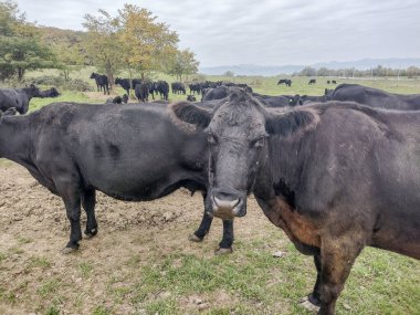 Siyah Angus inekleri sürüsü. Angus inekleri
