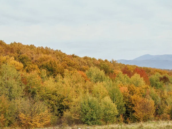 Drzewa Lesie Jesienią Krajobraz Jesienny Okręgu Maramures Rumunia — Zdjęcie stockowe