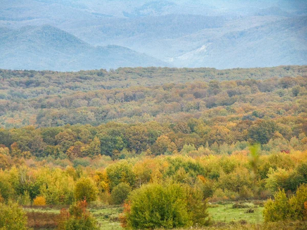 Árvores Floresta Outono Paisagem Outono Condado Maramures Roménia — Fotografia de Stock