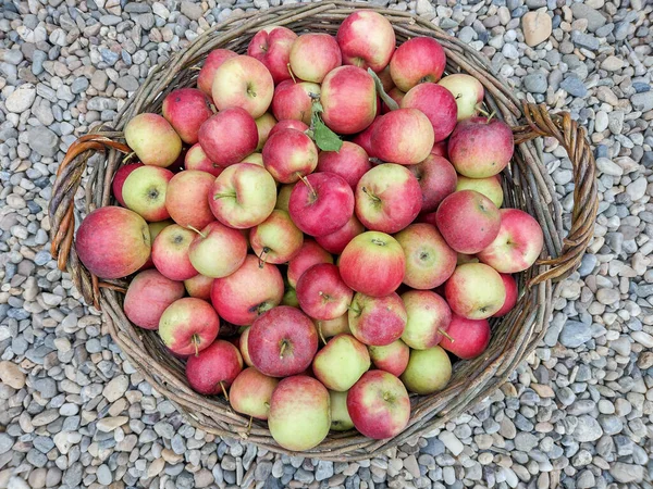 Jablka Velkém Koši Maramures County Rumunsko — Stock fotografie