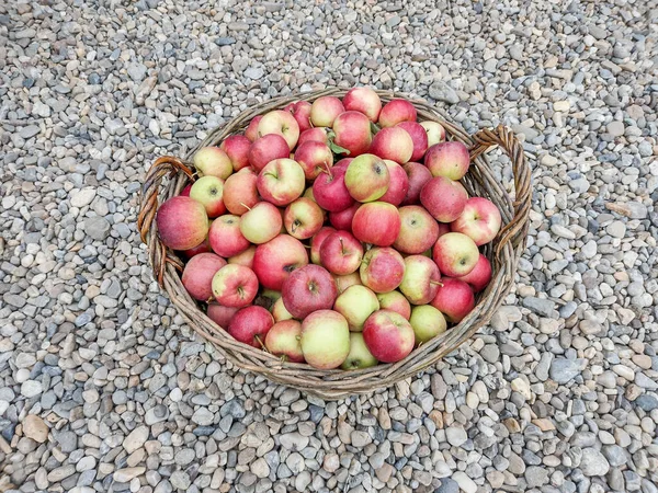 Manzanas Una Cesta Grande Condado Maramures Rumania — Foto de Stock