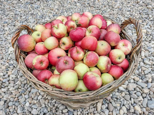 Apples in a big basket in Maramures county, Romania