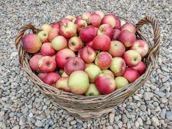 Manzanas Una Cesta Grande Condado Maramures Rumania — Foto de Stock