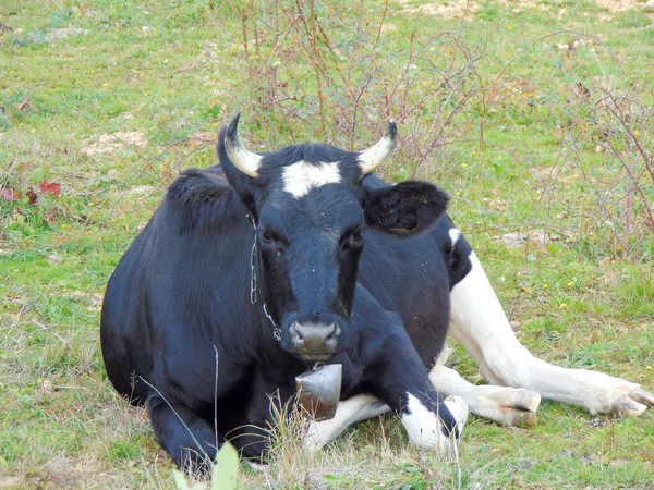 Une Vache Assoit Par Terre Roumanie — Photo