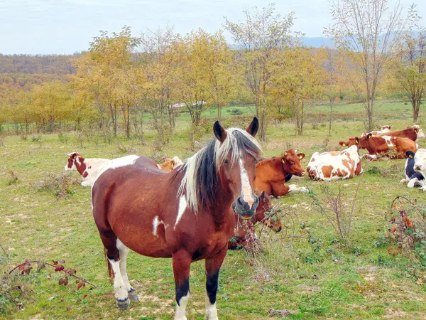 Caballo Vacas Cerca Rumanía —  Fotos de Stock