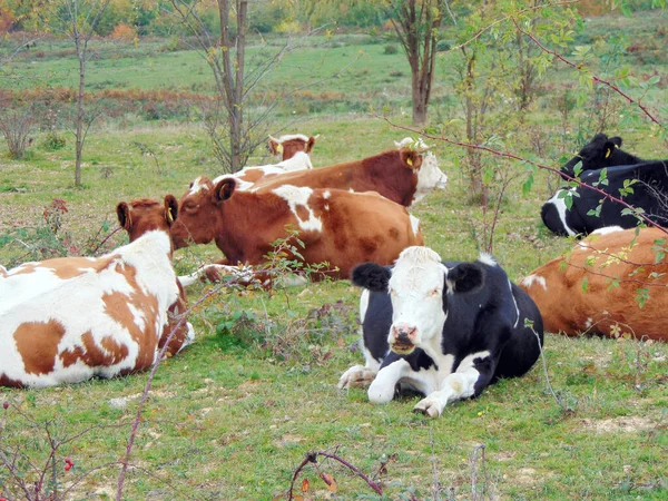 Eine Gruppe Kühe Sitzt Auf Dem Boden — Stockfoto