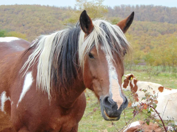 Ένα Άλογο Και Αγελάδες Εδώ Κοντά Στη Ρουμανία — Φωτογραφία Αρχείου