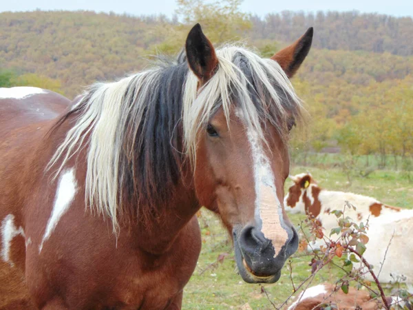 Cheval Des Vaches Proximité Roumanie — Photo