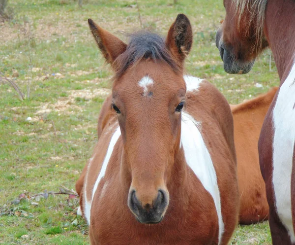 Foal Its Mother Romania — Stock Photo, Image