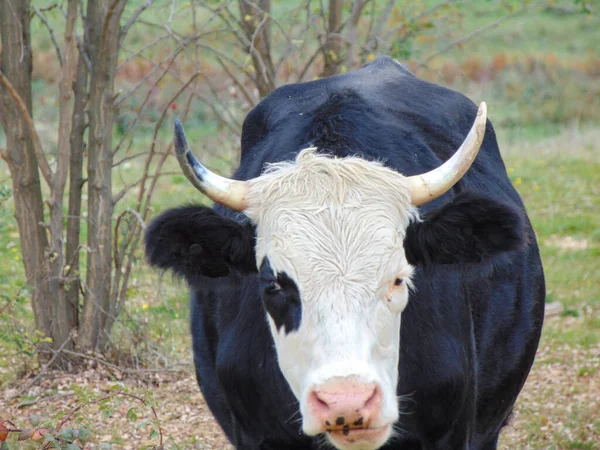 Une Vache Avec Noir Blanc Roumanie — Photo