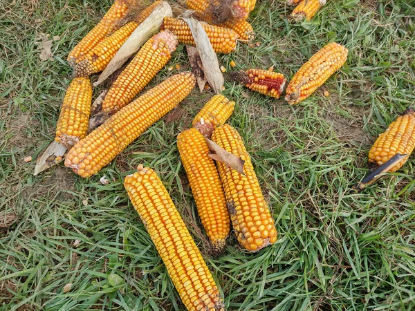 Kukorica Földön Ősszel Maramures Megyében Romániában — Stock Fotó