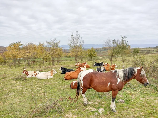 Ein Pferd Und Kühe Der Nähe Rumänien — Stockfoto