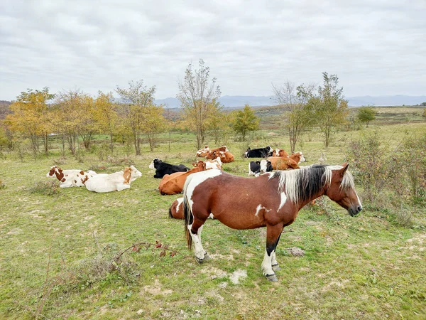 Ein Pferd Und Kühe Der Nähe Rumänien — Stockfoto