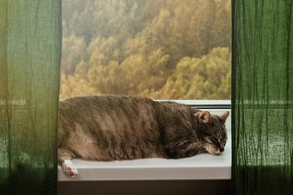 The cat lies on the window by the radiator. Large gray pet on the windowsill in the room