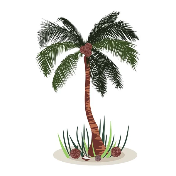 Stehende tropische Palme mit Kokosnüssen. Vektorillustration. — Stockvektor