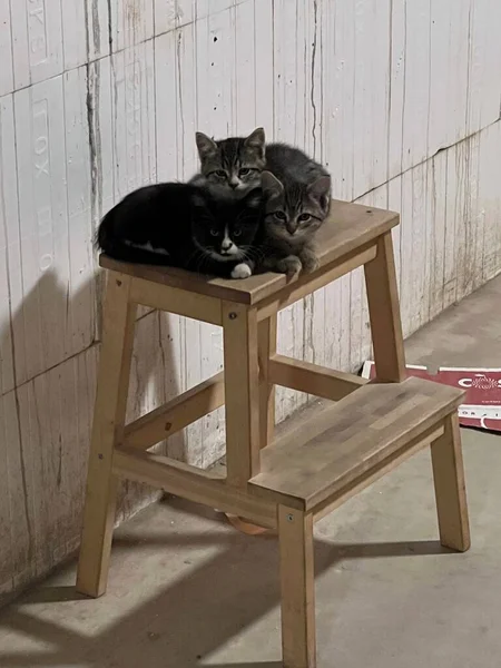 Gatitos Acurrucados Juntos — Foto de Stock