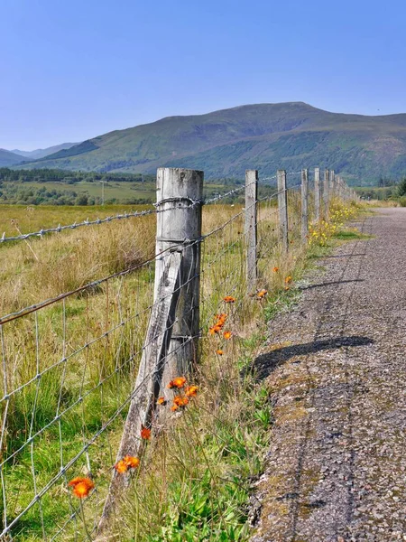 Poppies crescendo abaixo da cerca de madeira, colinas além, Highlands, Escócia — Fotografia de Stock