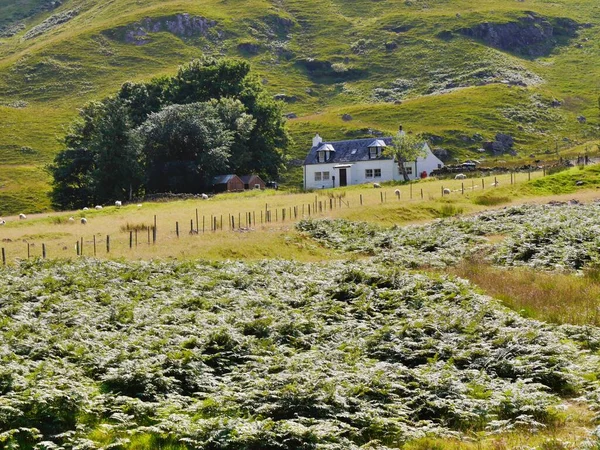 Casa branca no campo verde de Glencoe, Terras Altas Escocesas — Fotografia de Stock