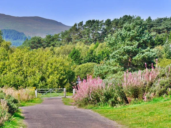 Porta de entrada cercada por flores silvestres, Scottish Highlands UK — Fotografia de Stock
