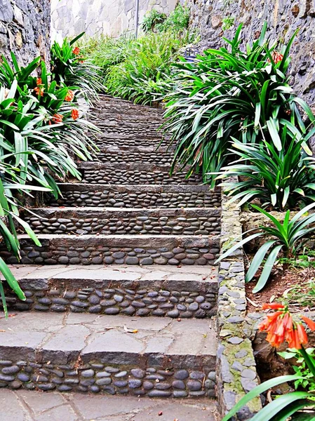 Stone steps leading up with flowers on either side in Tenerife park
