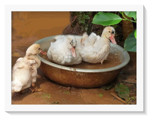 Großaufnahme von drei süßen kleinen Entchen, die in einer Wasserschale spielen — Stockfoto