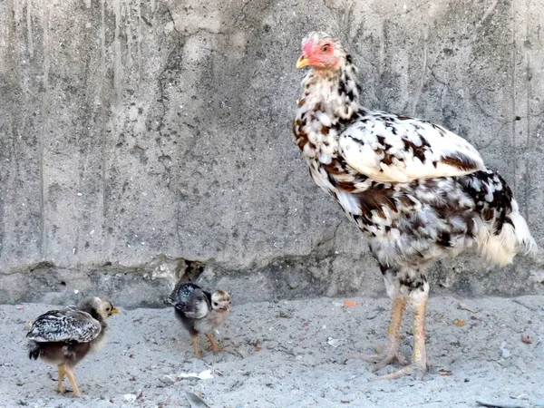 Küken mit Mama gegen Dorfmauer auf der Insel Jambiani, Sansibar — Stockfoto