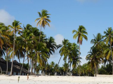 Çocuklar palmiye çizgili plajlarda, Jambiani 'de, Zanzibar' da su yosunu taşıyorlar.