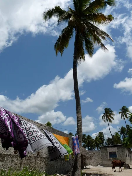 Waslijn met kango-, palm- en koeienweidegang, Jambiani Zanzibar — Stockfoto