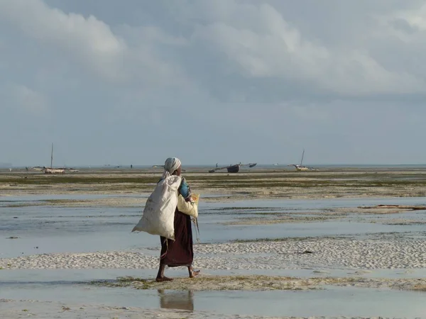 Achteraanzicht van de lokale vrouw die zeewier verzamelt, Jambiani, Zanzibar — Stockfoto