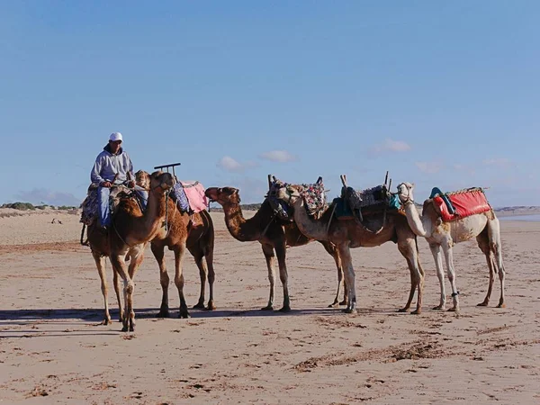 Velbloudi Pláži Dne Essaouira Moroccco Kvalitní Fotografie — Stock fotografie