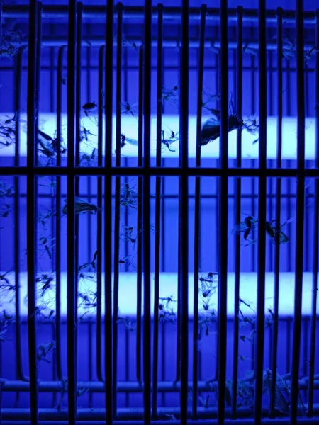 Elektrische Mug Insectenzapper Met Blauw Licht Aan — Stockfoto