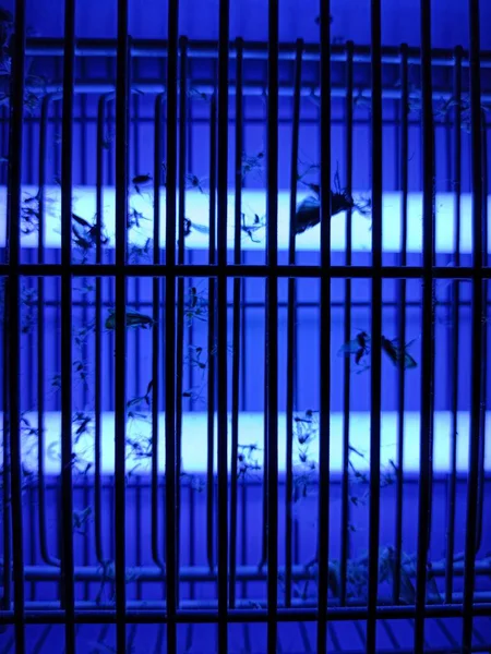 Электрические Комаров Насекомых Zapper Голубыми Огнями Включен — стоковое фото