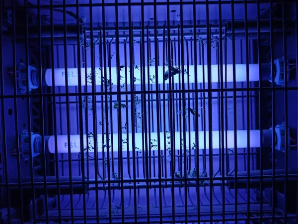 Ηλεκτρικό Κουνούπι Και Ζωστήρα Εντόμων Μπλε Φώτα Αναμμένα — Φωτογραφία Αρχείου