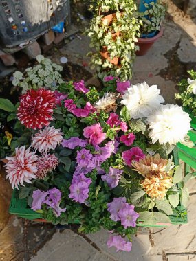 Renkli çiçek parkta. Bahar manzara.