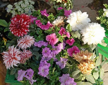 Renkli çiçek parkta. Bahar manzara.