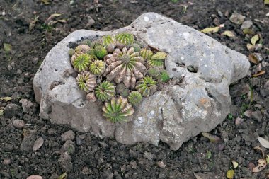 Kireç taşının içinde doğan sulu bitki.