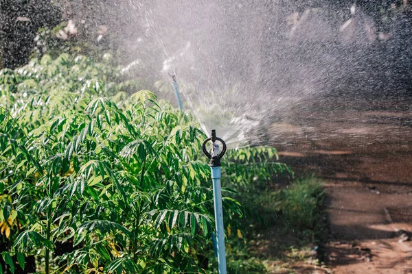 Springer Regando Árvores Jardim — Fotografia de Stock