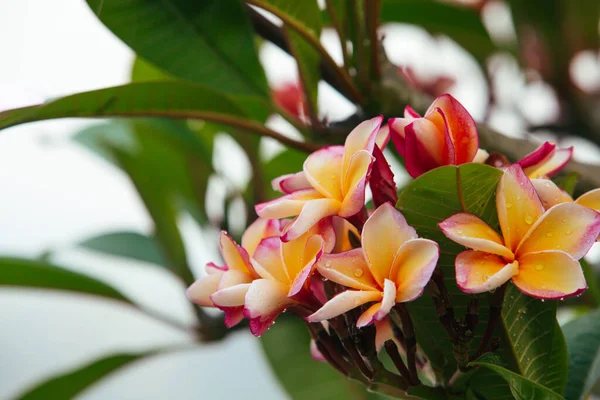 Plumeria Flor Rosa Branco Frangipani Flor Tropical Plumeria Flor Florescendo — Fotografia de Stock