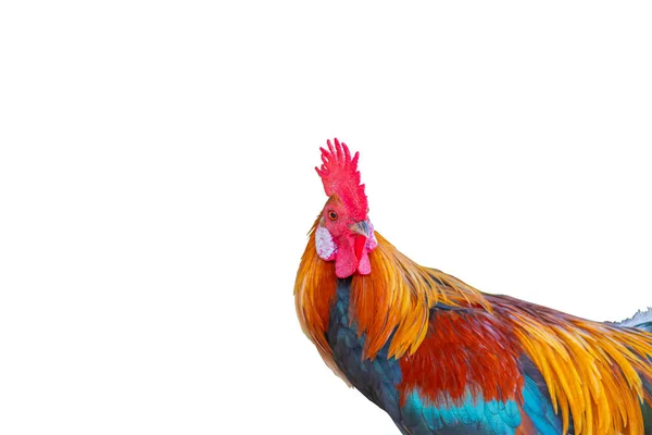 Hermoso Gallo Aislado Sobre Fondo Blanco — Foto de Stock