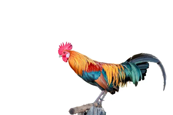 Ayam Jantan Yang Cantik Terisolasi Latar Belakang Putih — Stok Foto