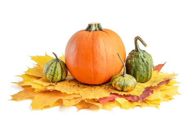 Una grande serie di piccole zucche e zucca per la decorazione di Halloween. Isolato su sfondo bianco. Set autunnale di zucche decorative e foglie d'acero. — Foto Stock