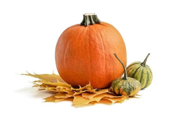 Una grande serie di piccole zucche e zucca per la decorazione di Halloween. Isolato su sfondo bianco. Set autunnale di zucche decorative e foglie d'acero. — Foto Stock