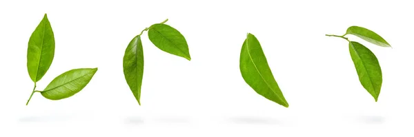 Μανδαρινικά φύλλα. Πράσινα φύλλα μανταρινιού σε λευκό απομονωμένο φόντο. Μεγάλα φύλλα κρέμονται ρίχνοντας μια σκιά — Φωτογραφία Αρχείου