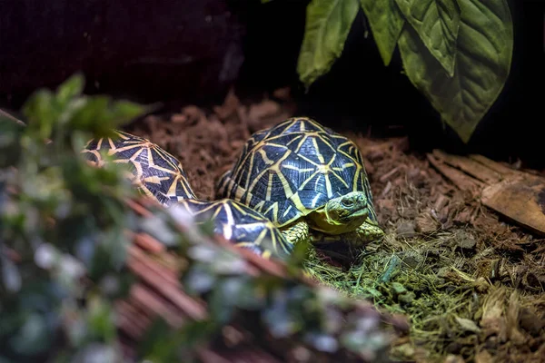 Indische Sternschildkröte, Geochelone elegans. Drei Schildkröten in Grün mit Mustern und Linien auf dem Panzer. — Stockfoto