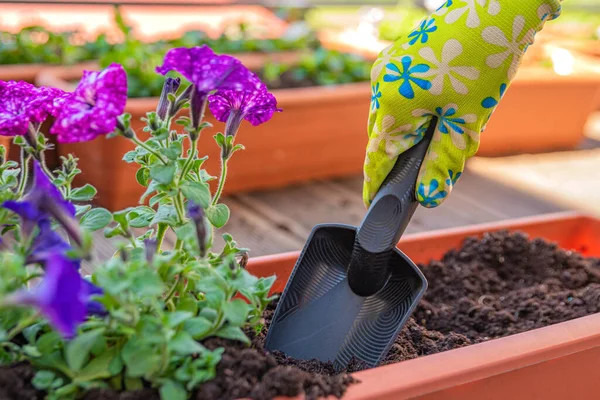 Planting plants and flowers in a pot outdoors. Female hands planting a purple flower in a flowerpot. The gardener transplants the plant . Gardening and floristry concept — Fotografia de Stock