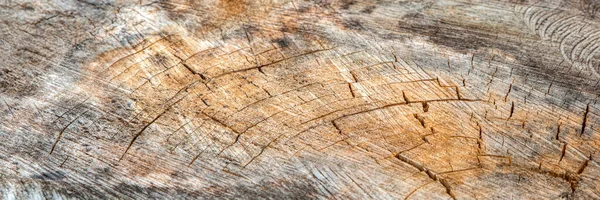 The surface of the wood is cracked and moldy. Texture of an old tree stump with deep cracks and knots close-up — Stockfoto