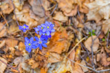 İlkbaharın başlarında mor çiçekler. Bahar yaratıcı sanat konsepti.